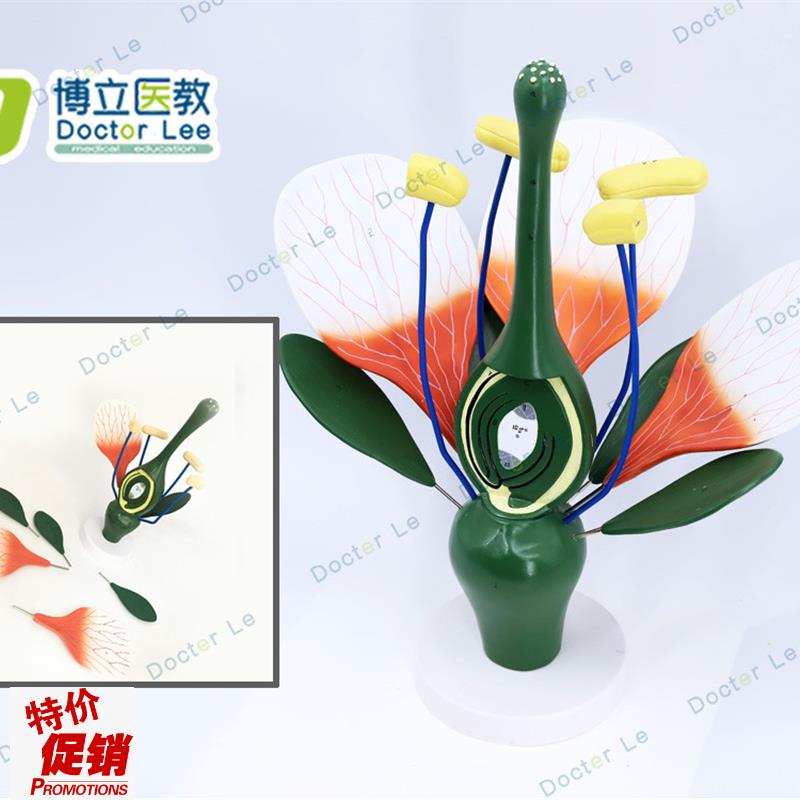桃花模型典型双子叶花构造绿色植物花蕊生T物教学试验展示
