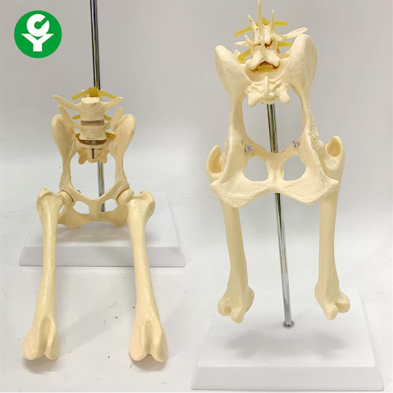 犬腰椎带盆骨股骨n模型狗骨骼模型动物骨骼教学演示模型