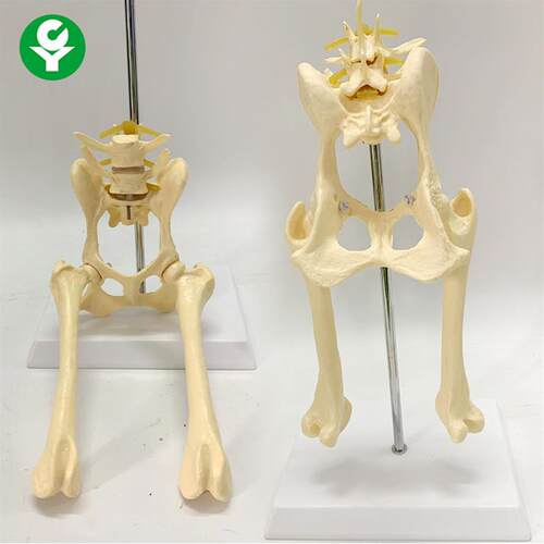 犬腰椎带盆骨股骨n模型狗骨骼模型动物骨骼教学演示模型
