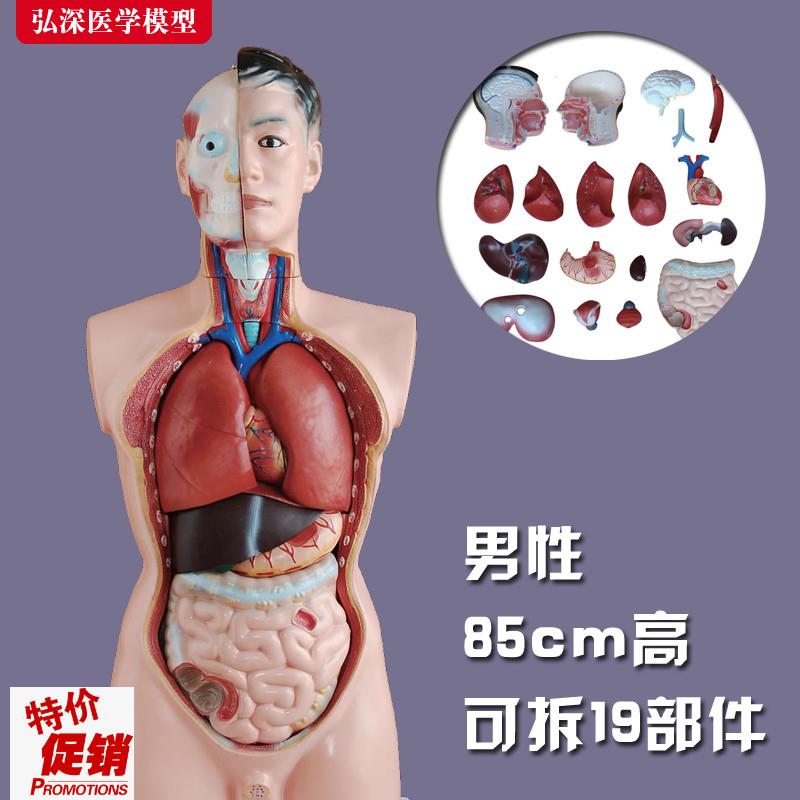 人体躯干模型内脏胸n腹部器官解剖男性五脏心肝脾肺肾医学模具玩