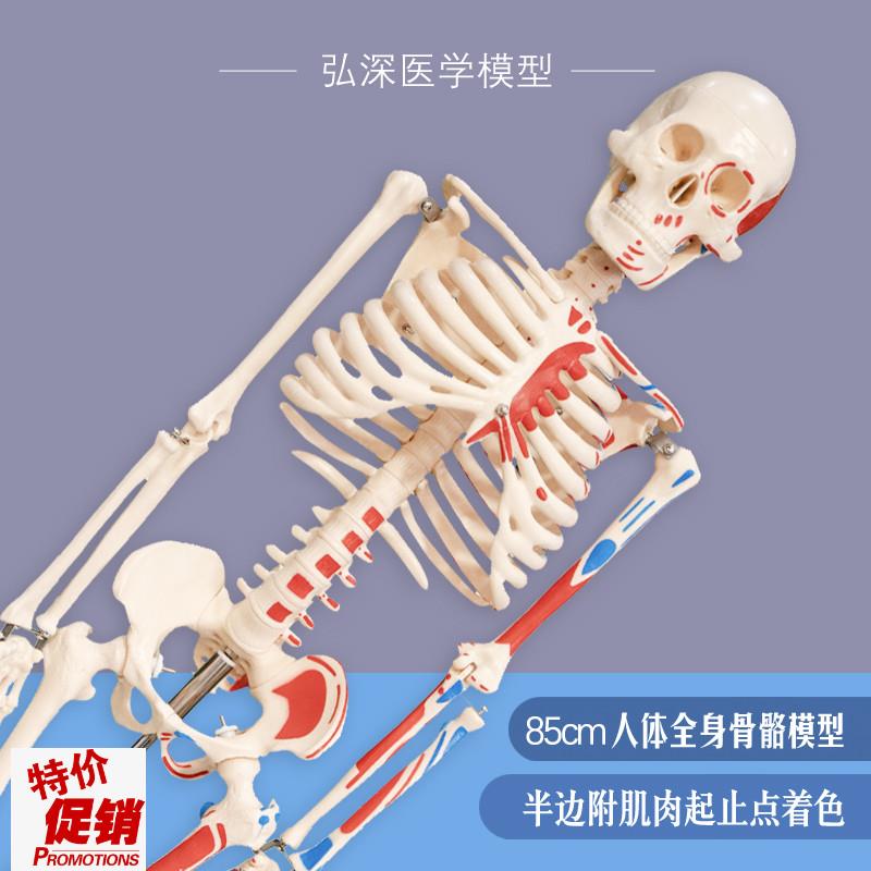 人体骨骼模型85cm全身骨架骷A髅骨头半边肌肉着色骨科康复医学教