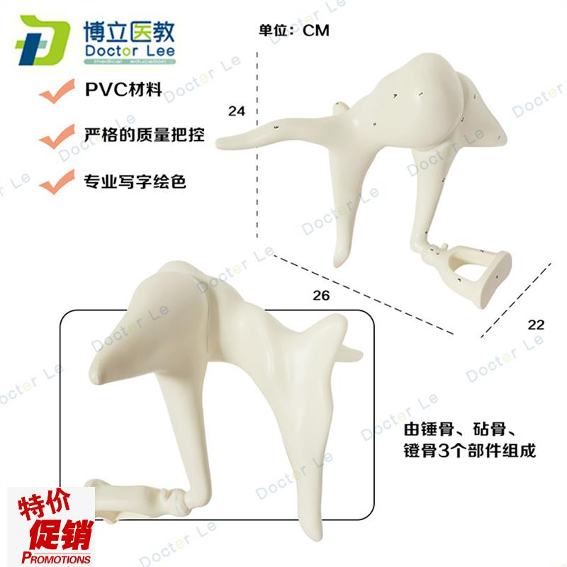 听小骨放大S模型耳朵模型锤骨砧骨镫骨模型内耳结构解剖听小骨