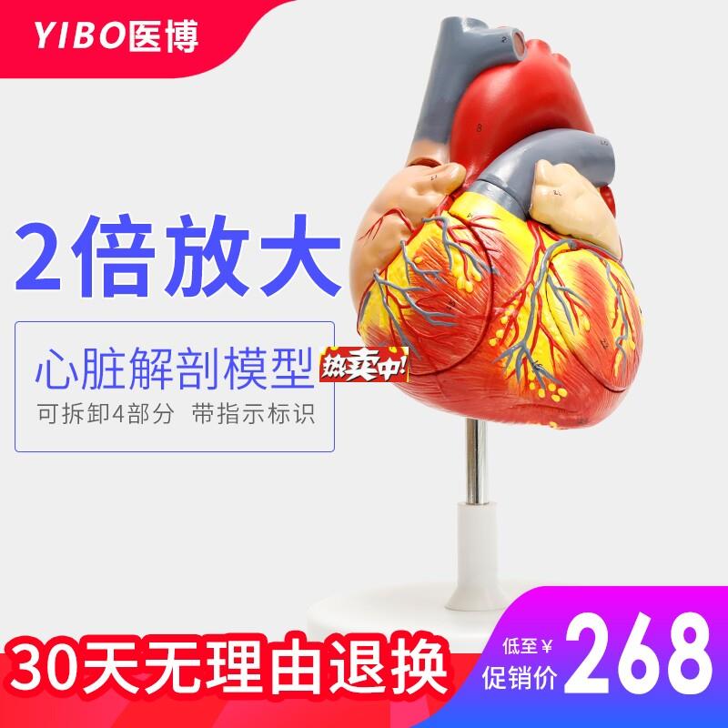 热销人体心脏解刨模型医用2倍放大心脏教l学模型带心脏仿真玩具标