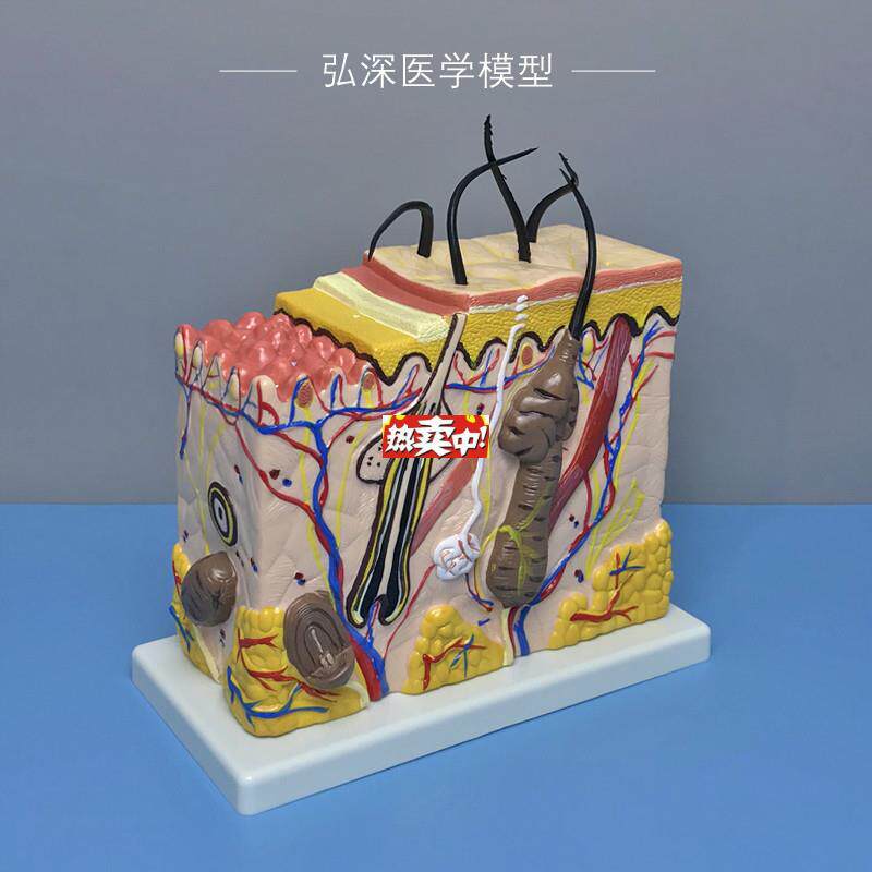 热销皮肤结构放大模型70倍人体皮肤层次毛囊U汗腺解剖毛发生长立