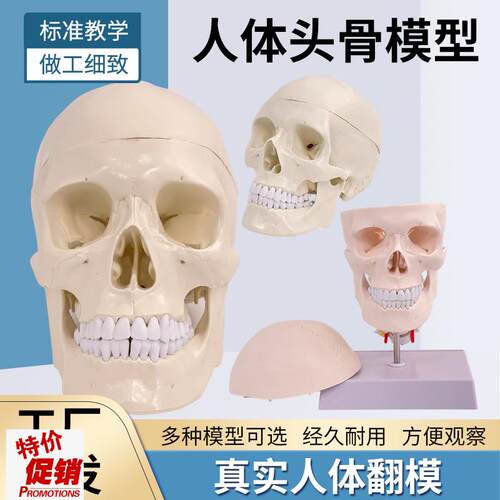 教学仿真1:1自然大头颅骨标本人体头骨解剖仿真骷髅标Z准头骨模型