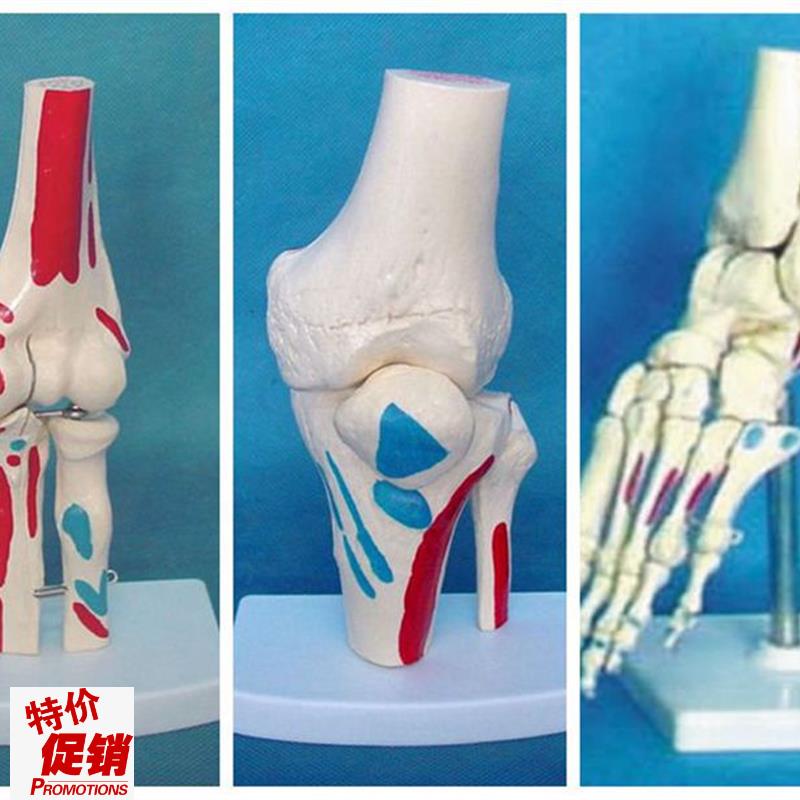 包邮人脚.手肩髋.肘.膝关v节人体关节6件套骨骼骨架医用教学讲解