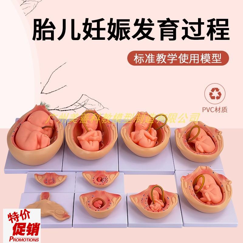 自然大妊娠胚胎h发育过程模型人体胚胎发育怀孕十月胎儿10件套