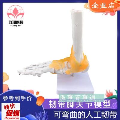 脚关节模型足j关节模型胫骨腓骨跗骨跖骨和趾骨解剖模型