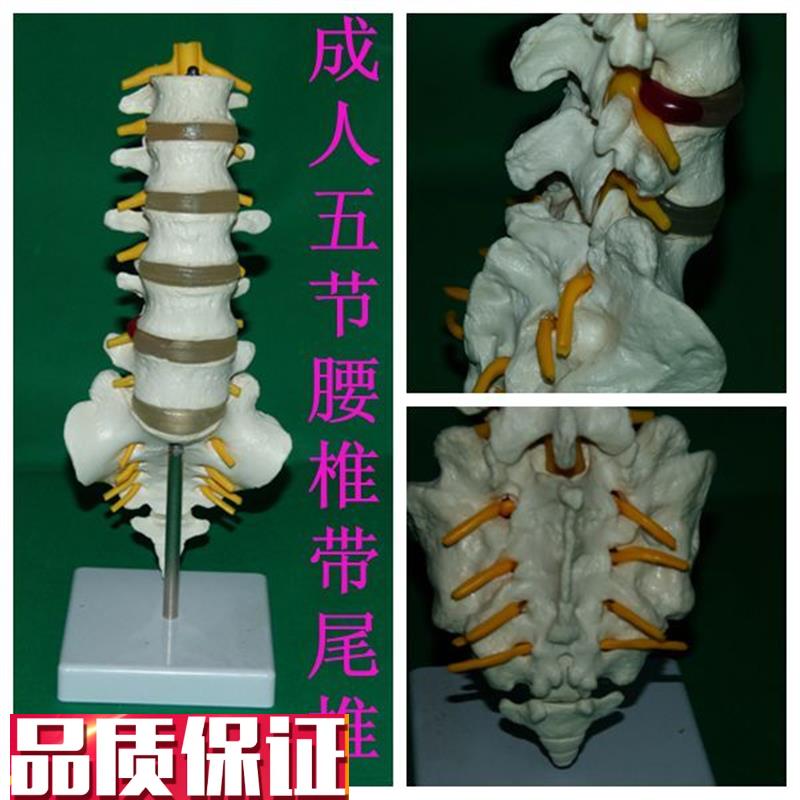 成人一比一五节腰椎带尾C椎人体骨骼骨架教学模型