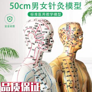 超清人体针灸穴位模型经络通铜人刻字中医教学R人体模型男女小人