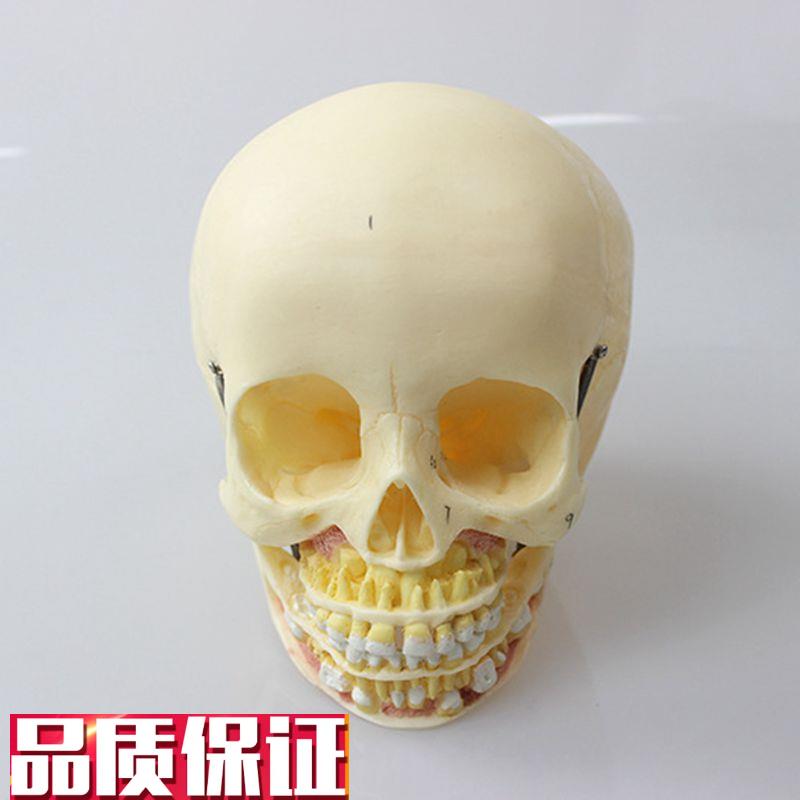康泰医用模型儿童颅骨下颌t牙齿口腔新生儿骨髅婴儿囟门骨缝助产