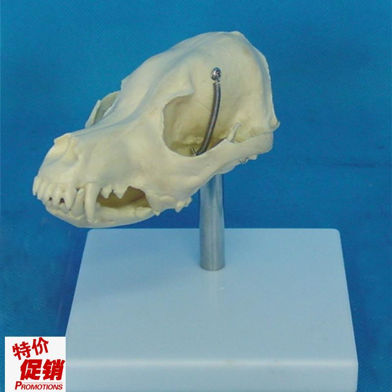 狗头骨模型动物骨骼p兽医教学医用模型犬科教学宠物模型畜牧包邮
