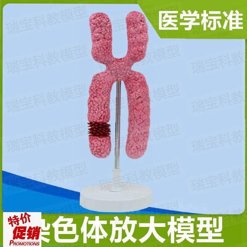 染色体模型染色质模型23对染色体性染色体常染W色体生殖医学
