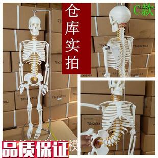 人体骨骼模型8h5cm脊柱脊椎神经椎间盘医用骨架模型正骨教学