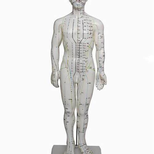 人体针灸模型(男性)高46cm,人体模型Y,医学模型