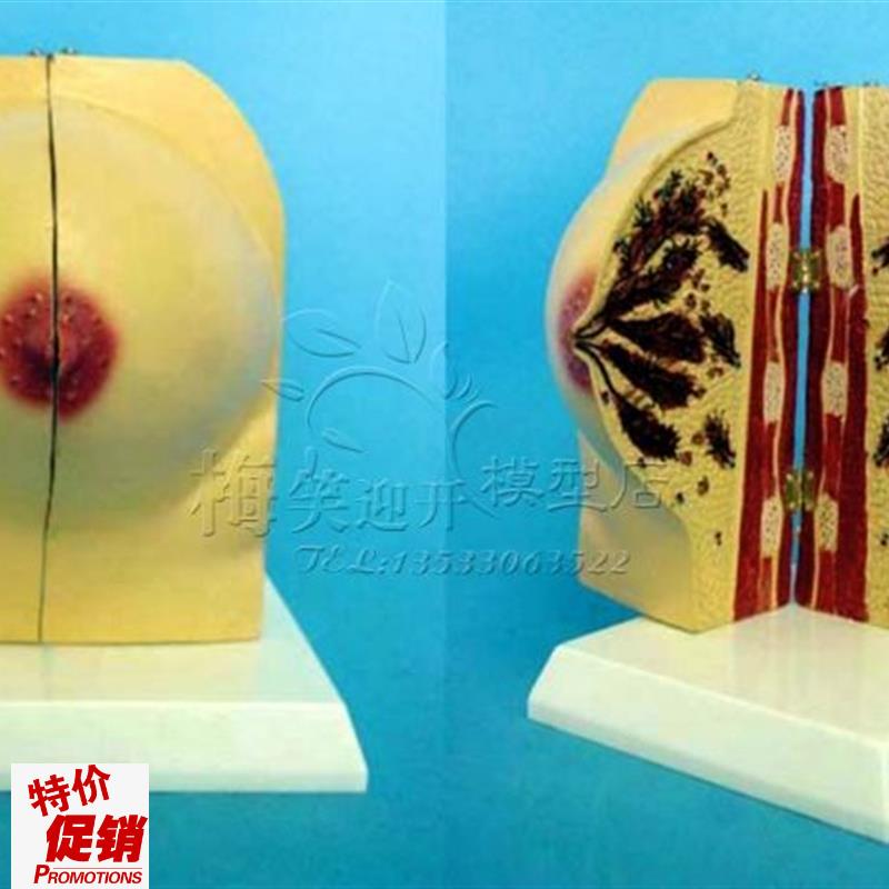 未孕女性乳房解剖r模型乳房模具医学教学讲解展示