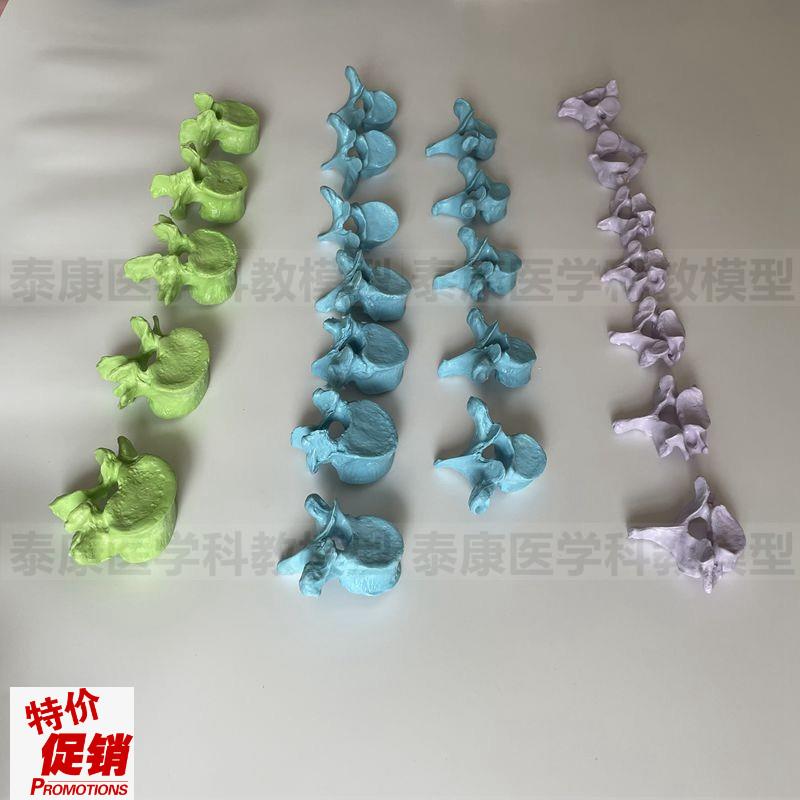 人体脊椎模型散装24节颈椎胸椎腰椎1比1仿M真塑胶骨头医用针灸正