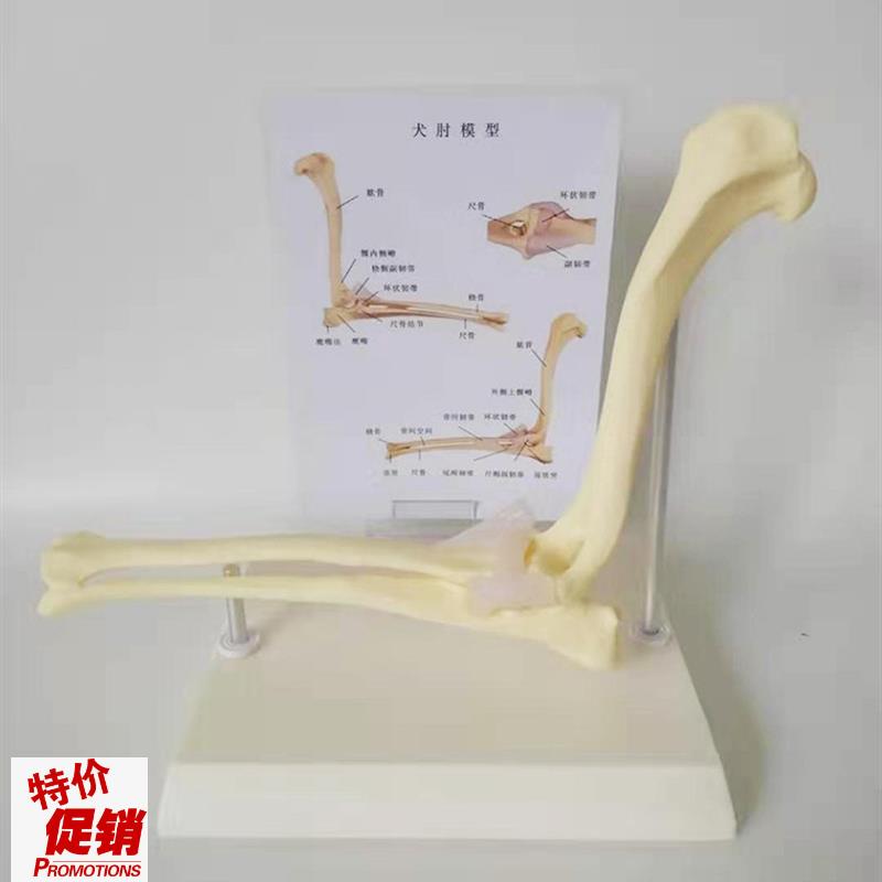 狗肘关节模型狗骨架动s物模型宠物兽医教学医用医学模型优惠