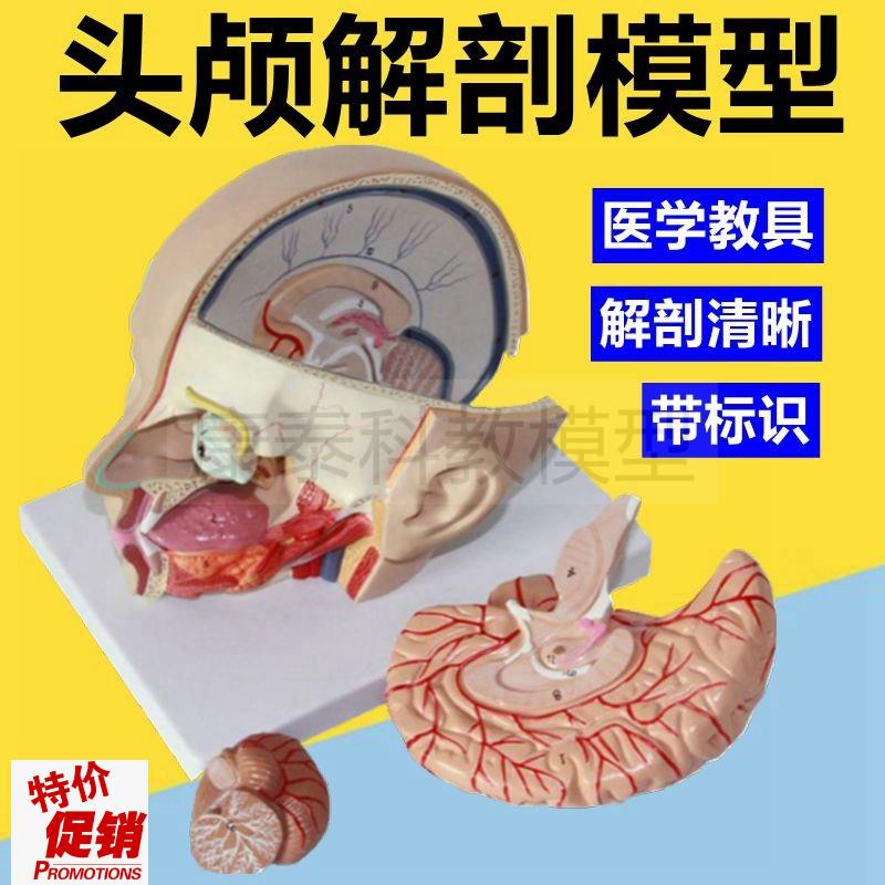 面部整形c模型面颊口腔咽喉颅脑可拆卸浅层血管神经肌肉外科教学