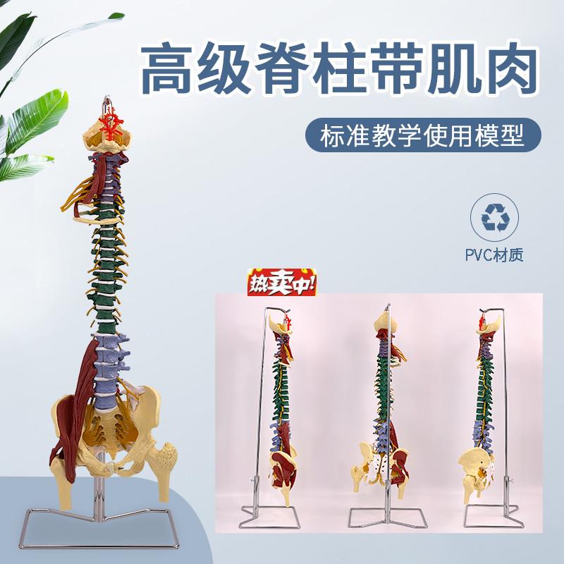 热销医学人体彩色分区脊柱带肌肉脊椎腰椎颈椎胸椎按w摩骨骼骨架