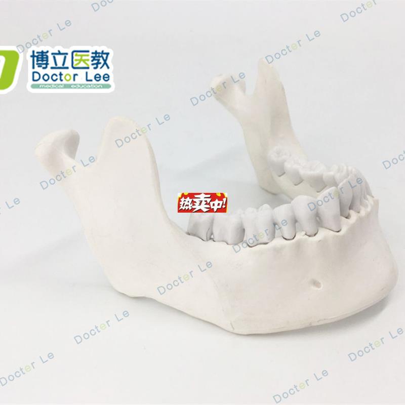 热销厂家现货牙科牙齿教学模模型成人下巴骨牙科真下N颌带牙齿散