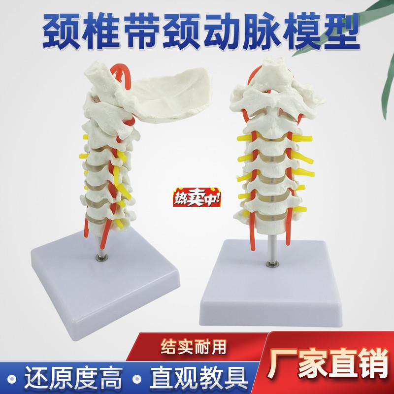 热销颈椎带颈动脉后枕I骨椎间盘与神经教学模型人体关节颈椎骨骼