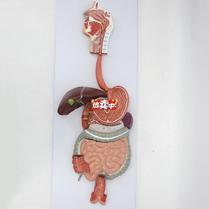 热销人体消化系统G模型食管胃十二指肠大肠肝脏胰腺脾脏直肠肛管