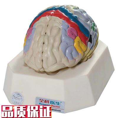 大脑皮质功c能定位模型GD/A18205人体脑部解剖模型教学培训专用