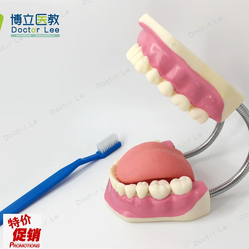6倍放大口腔保健护理模型标准牙模教具儿L童刷牙玩具牙齿牙科演示