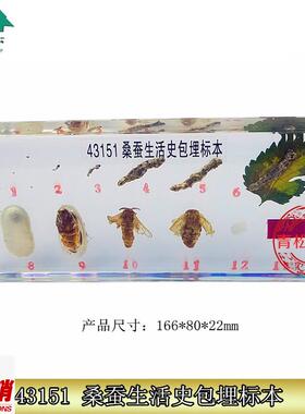 43151桑蚕生活史包埋标本包埋标本教学标本中Y小学生物标本