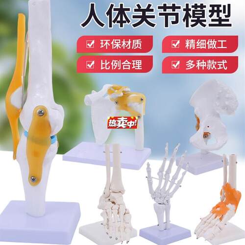 热销人体膝关节功能模型半月板交叉韧带活动膝盖骨Q髌骨教学骨骼