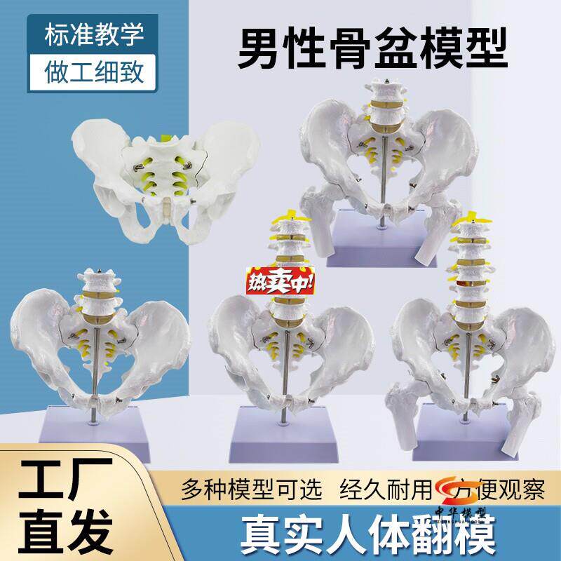 热销教学仿真自l然大男性骨盆附五节腰椎模型二节腰椎神经股骨神