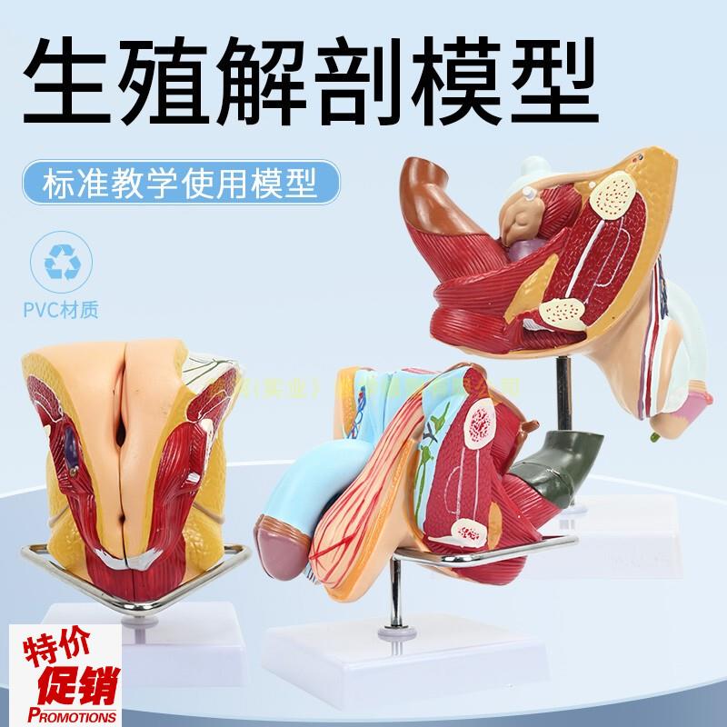 女性内外生殖器解剖模型子x宫输卵管解剖女性生殖健康示教模型