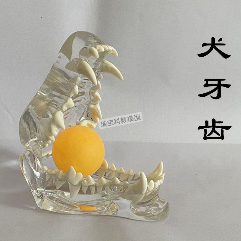 狗狗牙齿模型真实倒o模透明犬牙仿真工艺腭头骨动物兽医宠物店摆