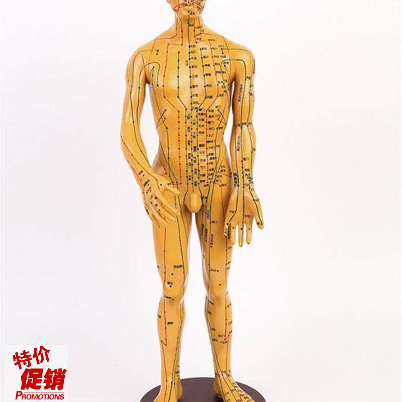 高清款针灸穴位模型m中医人体经络男模铜人针灸人模医用全身60CM