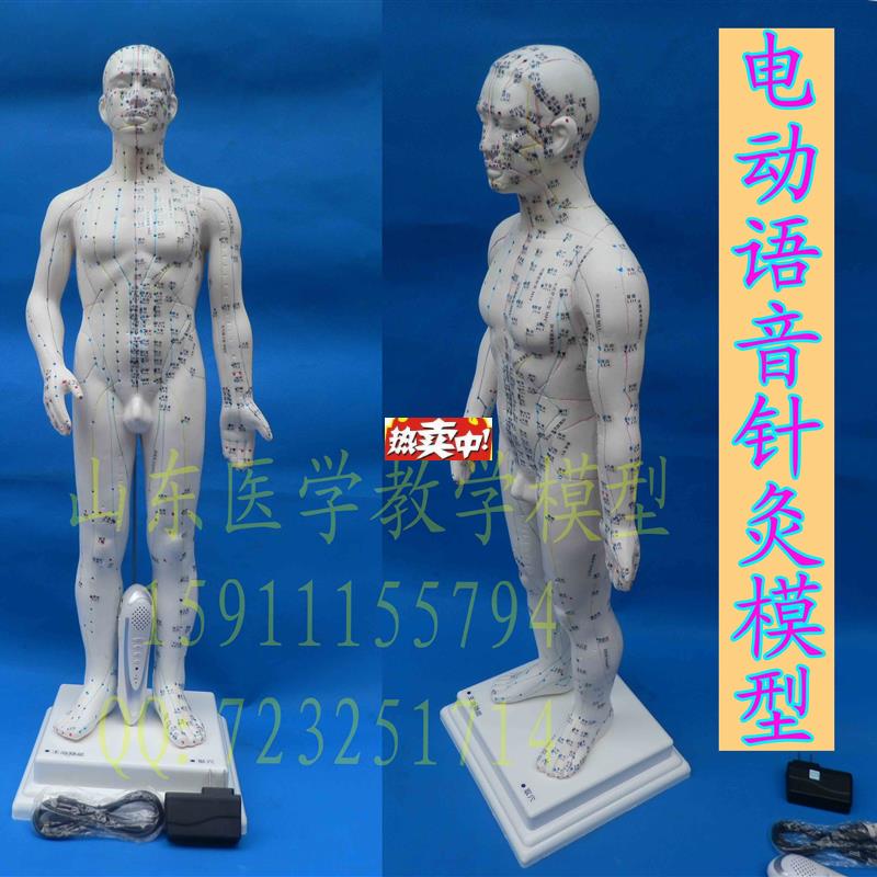 热销高级智能语音点读人体穴位.模型正品保证语音点读人体针灸经