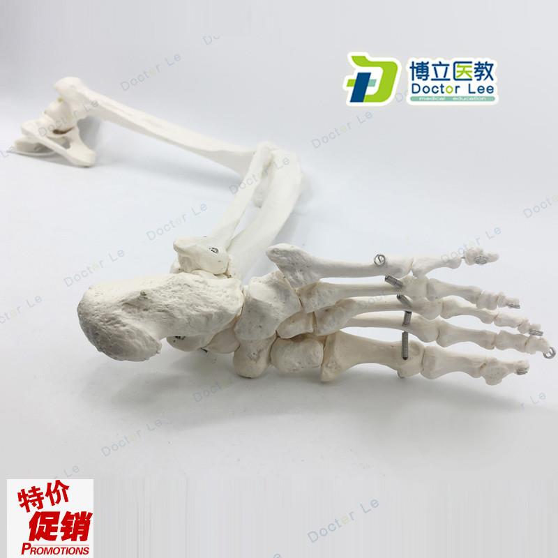 正骨骨科艺用医用下肢大腿骨脚掌模型脚骨脚P模型带胫腓骨和股骨