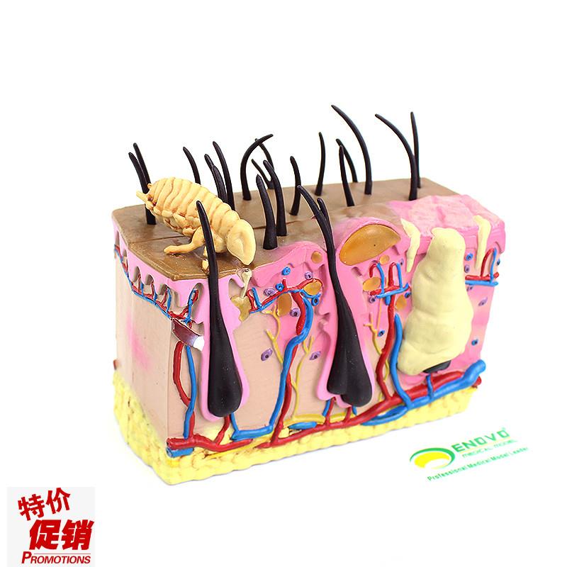 ENOVO颐诺狗皮肤模型s犬跳蚤咬伤犬皮肤宠物狗皮肤解剖模型犬皮