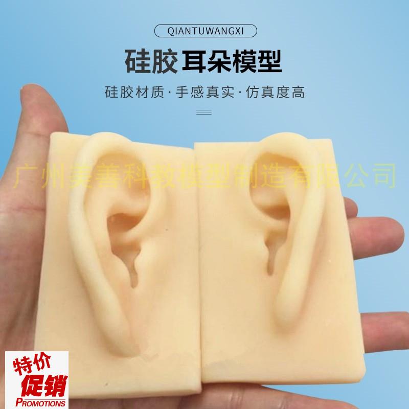 真人大小仿真耳朵模型耳t模型硅胶耳朵模型针灸耳朵模型硅胶耳