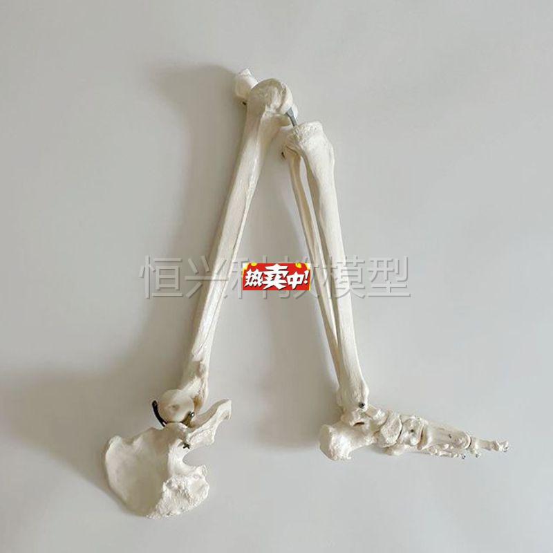 热销1比1仿真U下肢骨模型髋关节四肢活动塑胶骨头膝关节医用骨科