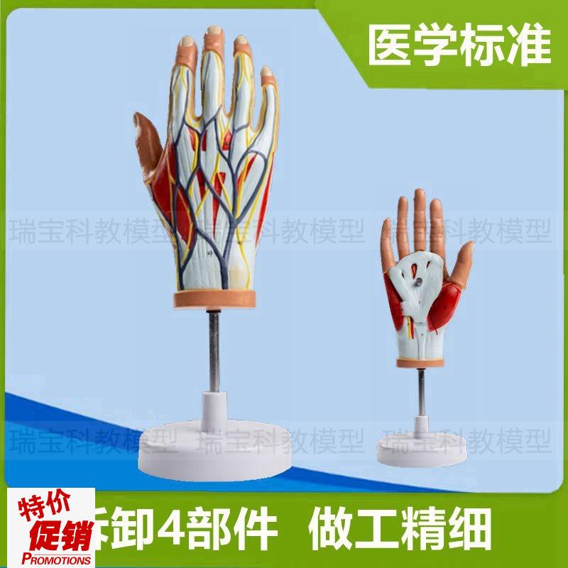 手部肌肉a模型肌腱关节韧带手部血管神经分布外科解剖仿真标本教