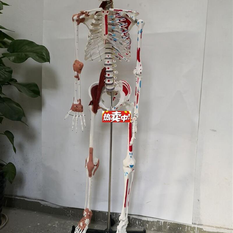 热销170cm人体骨M骼韧带肌肉数字编码骨架医用教学讲解模