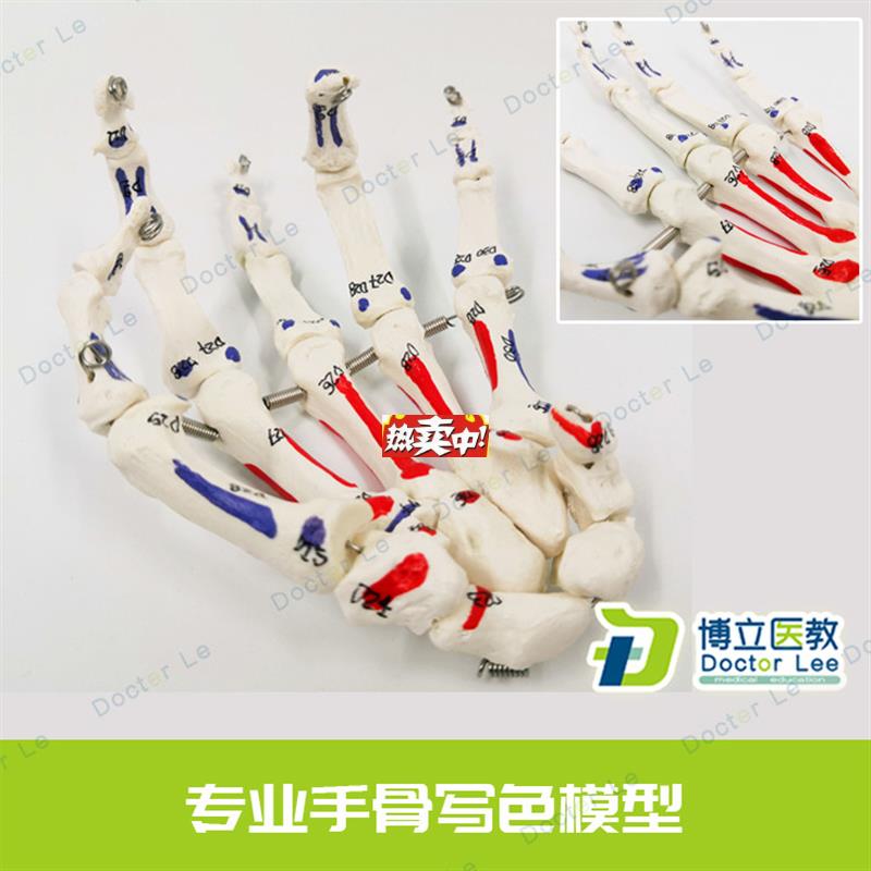 热销人体手关节模型l手骨尺骨桡骨模型人体骨骼手足外科骨科教学