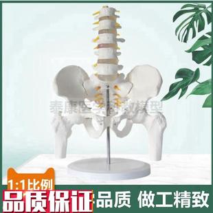 人体腰椎带骨盆模型1比1脊髓神A经股骨头正骨康复家政月嫂培训产