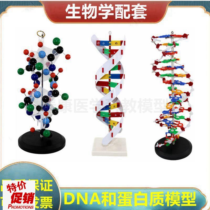 蛋白质结构模型蛋白质合成演示DNA复制I双螺旋结构生物课实验用具