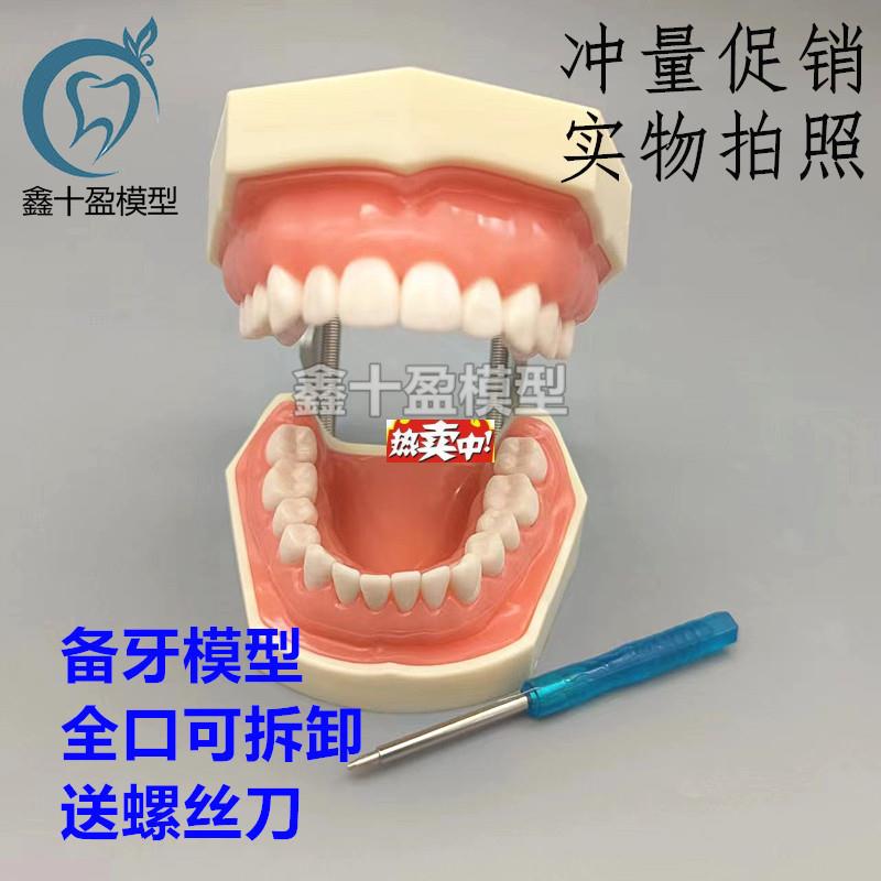 热销牙科备牙模型口腔材料器械牙齿模型口腔教f学练习模型树脂牙