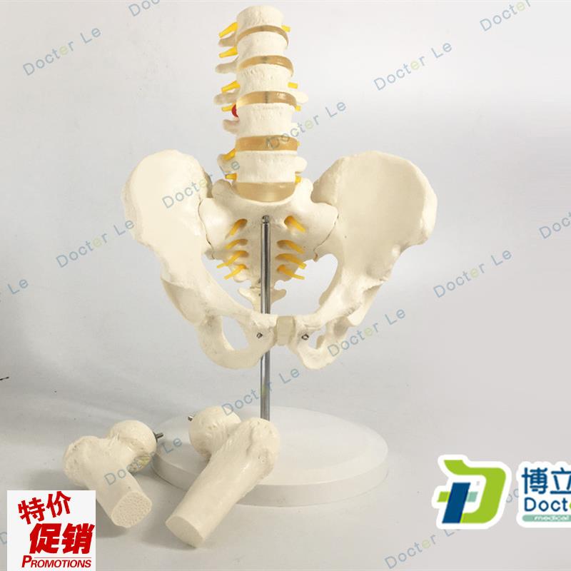 1比1骨盆模型腰椎模型股骨脊柱模L型盆骨医用解剖学模型