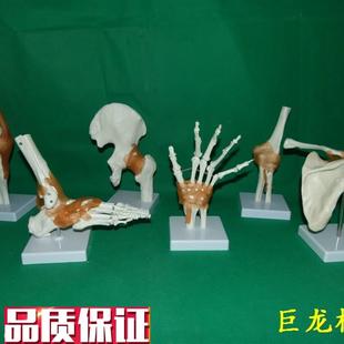 一比一人体六h大关节骨骼骷髅骨架教学模型肩肘髋足手膝