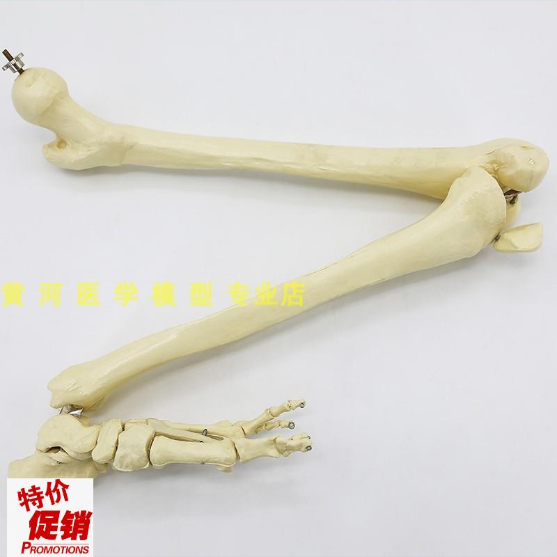 自然大上肢骨g成人手臂下肢大腿骨脚掌模型人体骨骼指关节骨科仿