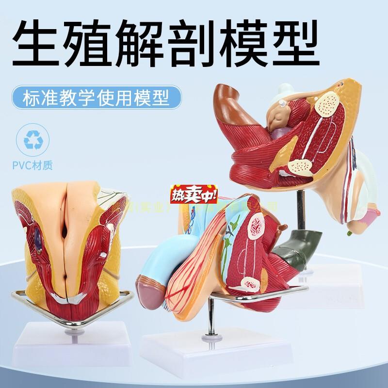 热销女性内外U生殖器解剖模型子宫输卵管解剖女性生殖健康示教模